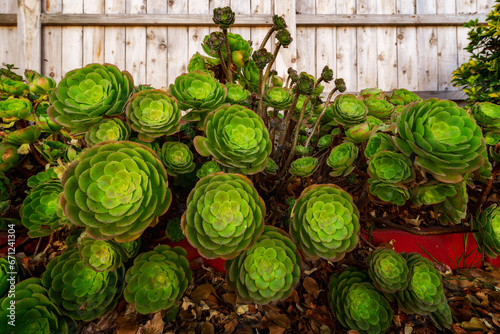 Tree Aeonium, or Aeonium arboreum, or Irish rose, a cone-shaped clusters of green-yellow succulents looks great in California landscape planted in mass photo