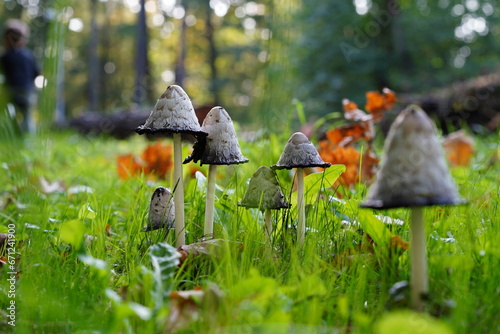 poisoned mushroom called coprinus or shaggy ink cap wild mushroom grow in city park photo