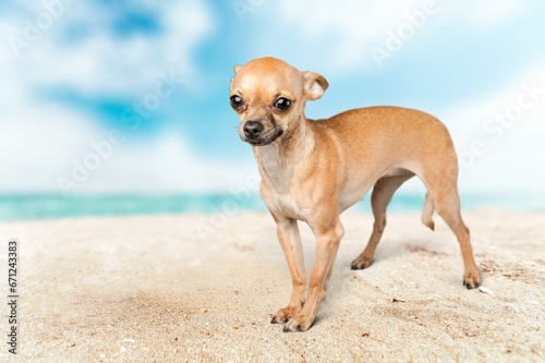 Fototapeta Naklejka Na Ścianę i Meble -  Cute dog having fun in summer on the beach.