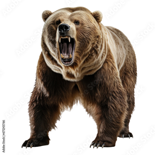 bear standing on its hind legs and growling isolated