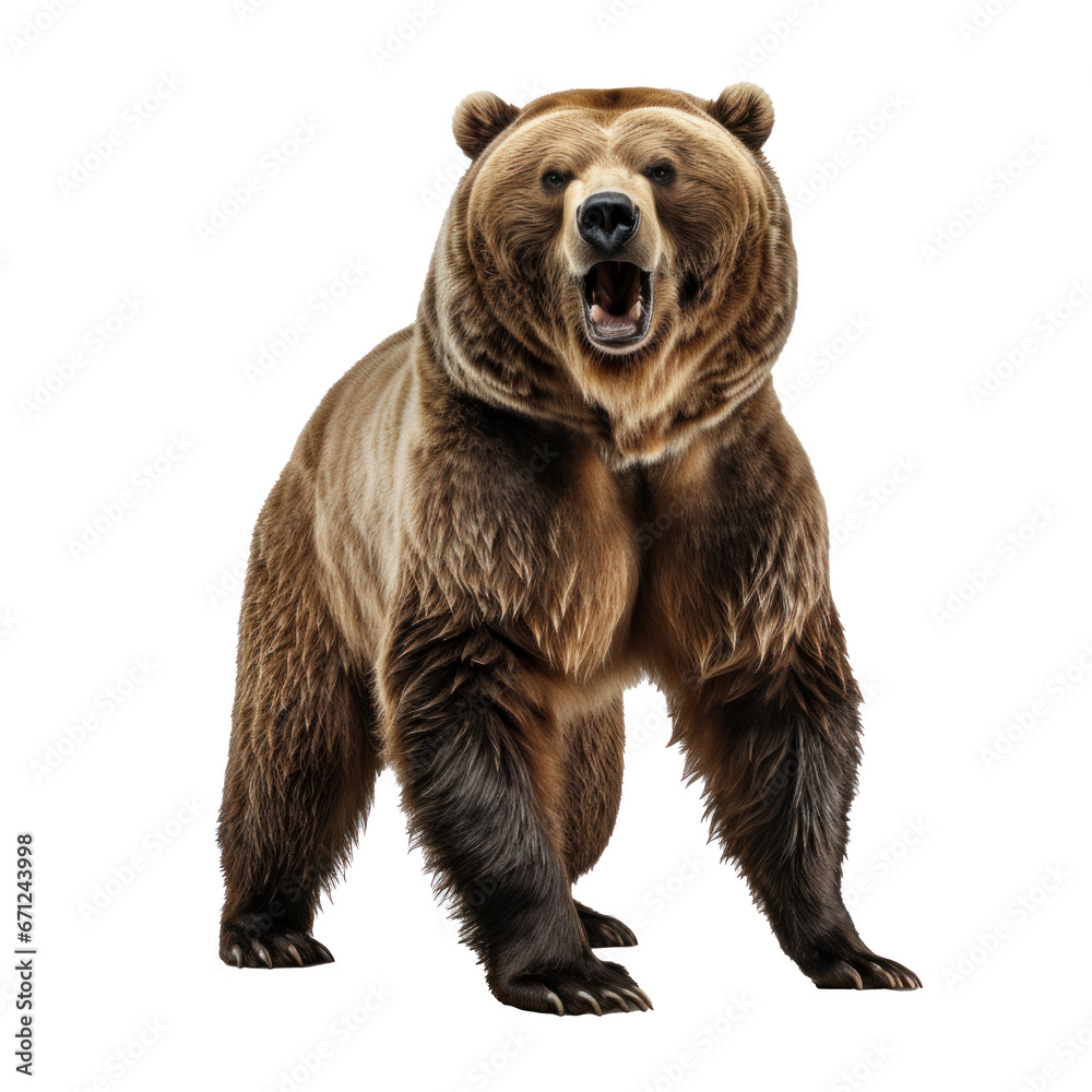 Naklejka premium bear standing on its hind legs and growling isolated