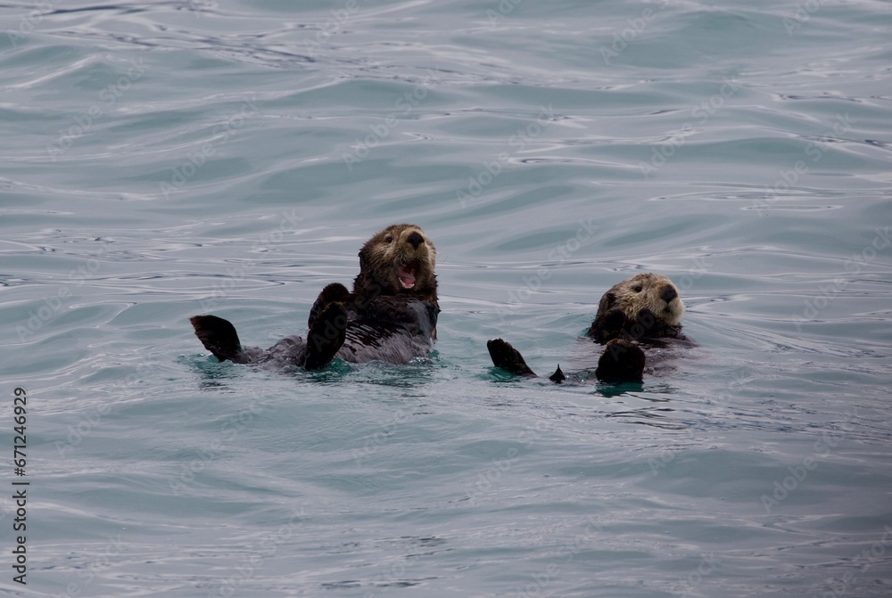 Fototapeta premium Otters playing in the water, Alaska