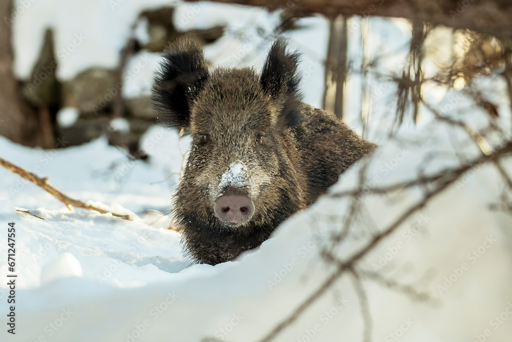 Wild boar (Sus scrofa) standing in the snow on a winter morning, looking through the thick forest. Alps Mountains, Italy.