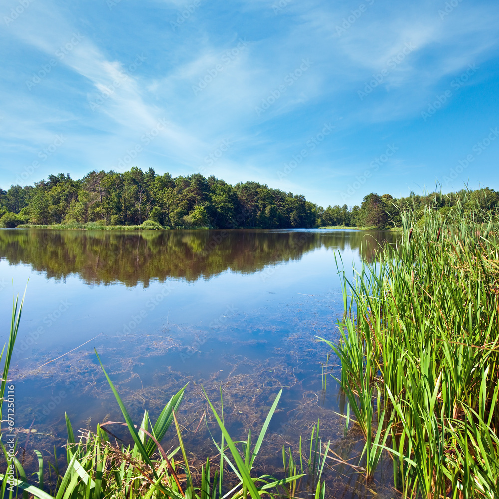 Summer rushy lake view with small grove on opposite shore