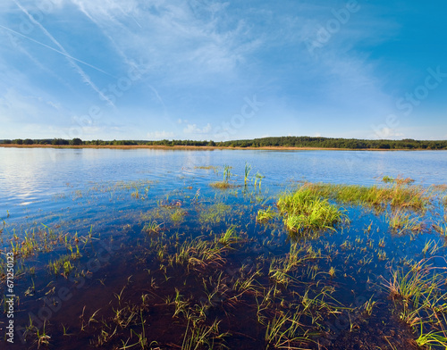 Summer rushy lake view with some plants on water surface