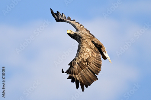 White-tailed eagle hunting for fish in the waters of the Szczecin Lagoon. Poland.