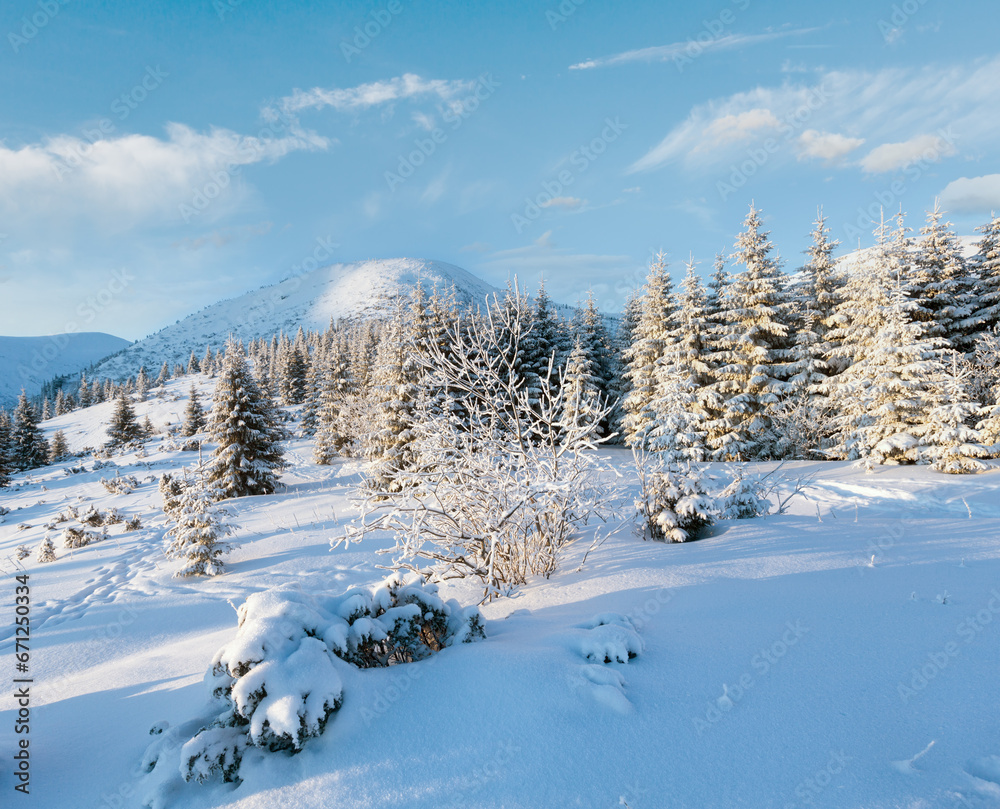 Winter mountain landscape with snow covered fir trees in sunrise light Winter mountain landscape with snow covered fir trees in sunrise light
