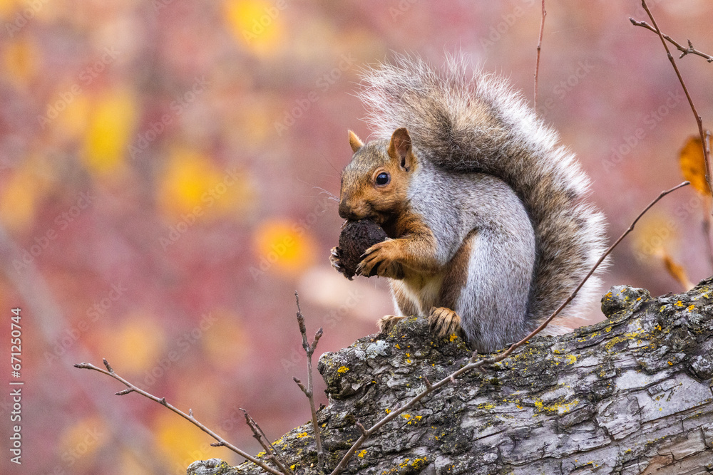 Fototapeta premium eastern gray squirrel (Sciurus carolinensis) in autumn