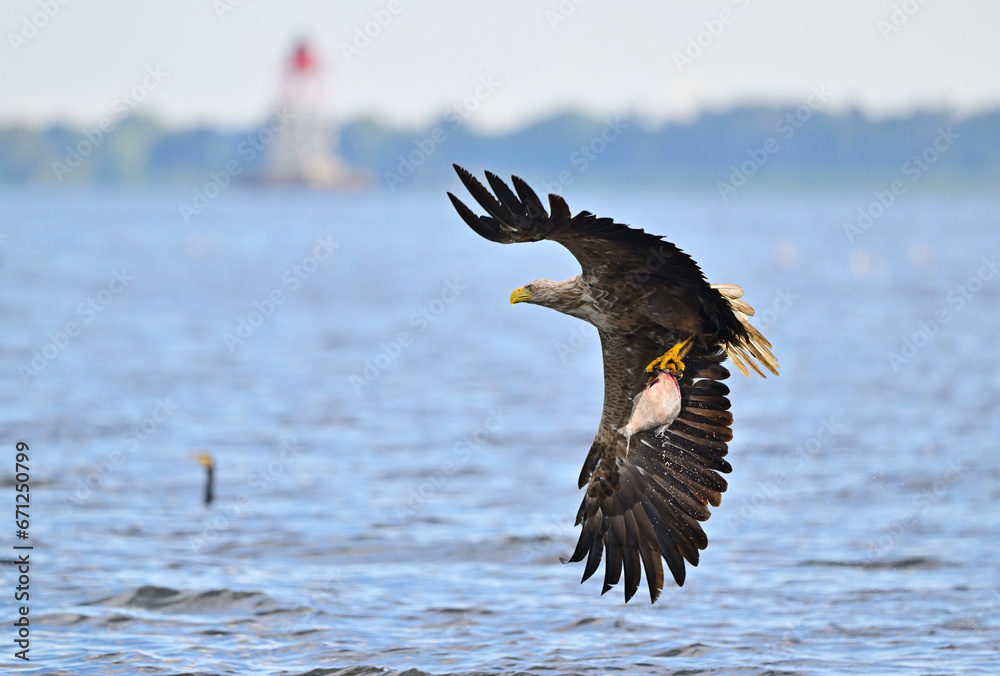 Obraz premium White-tailed eagle hunting for fish in the waters of the Szczecin Lagoon. Poland.