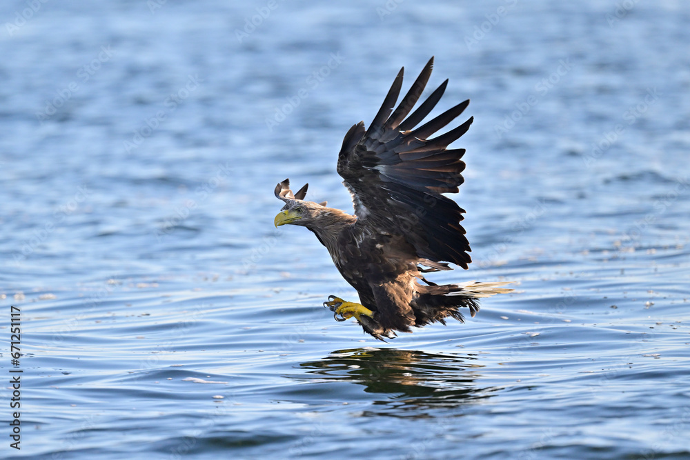 White-tailed eagle hunting for fish in the waters of the Szczecin Lagoon. Poland.