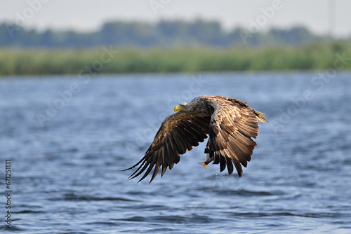 White-tailed eagle hunting for fish in the waters of the Szczecin Lagoon. Poland.