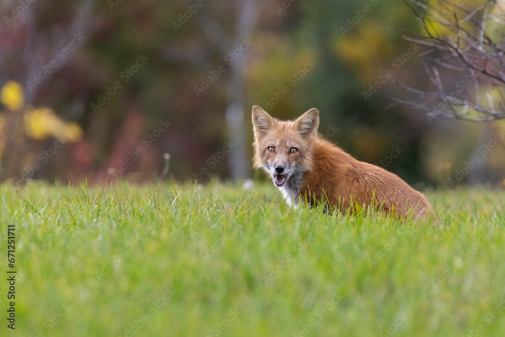Fototapeta premium Red fox in autumn