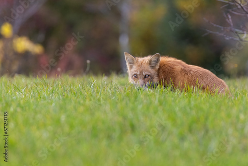 Red fox in autumn
