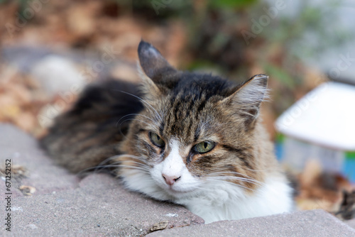 A beautiful cat lies outside and looks at the camera.