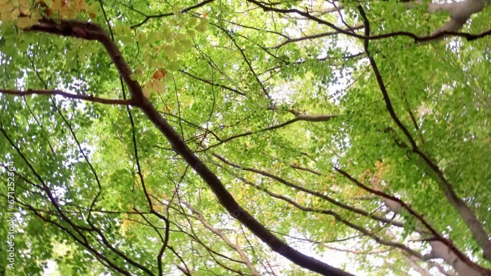 Wald Kamera kreiselt