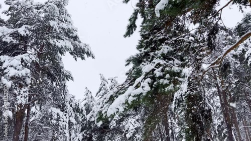 Beautiful snow-white winter in the forest