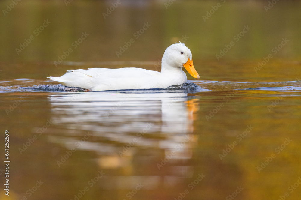 domestic white duck in autumn