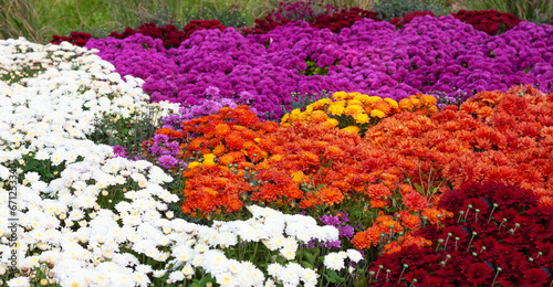 Chrysanthemums colored garden field, summer plant fresh flora outdoors. AI generated. © Serhii