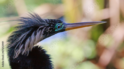 Anhinga 2012