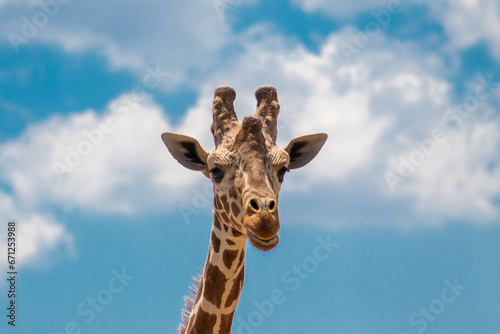 Close up of a giraffe portrait. Summer blue sky background © Haris Andronos