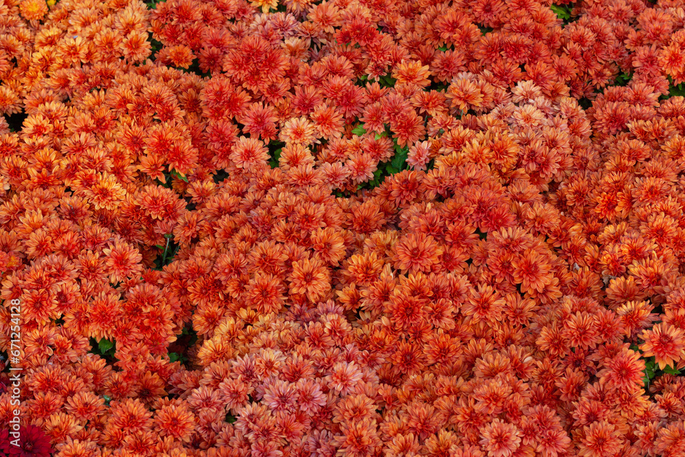 Chrysanthemums orange colored garden field, summer plant fresh flora outdoors. AI generated.