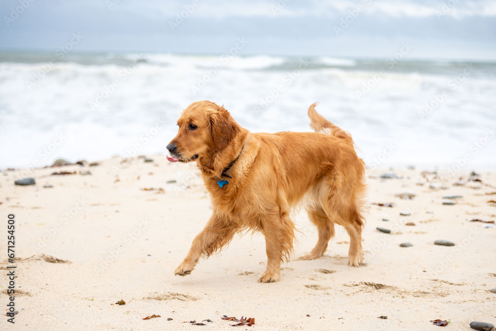 A joyful dog with a golden coat walks by the sea. Its tongue is out, expressing excitement and happiness in a calming seaside landscape. A joyful dog with a golden coat walks by the sea. Its tongue is out, expressing excitement and happiness in a calming seaside landscape.