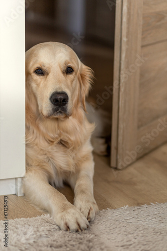 A pet golden retriever lies in the doorway of the room. Sad dog.