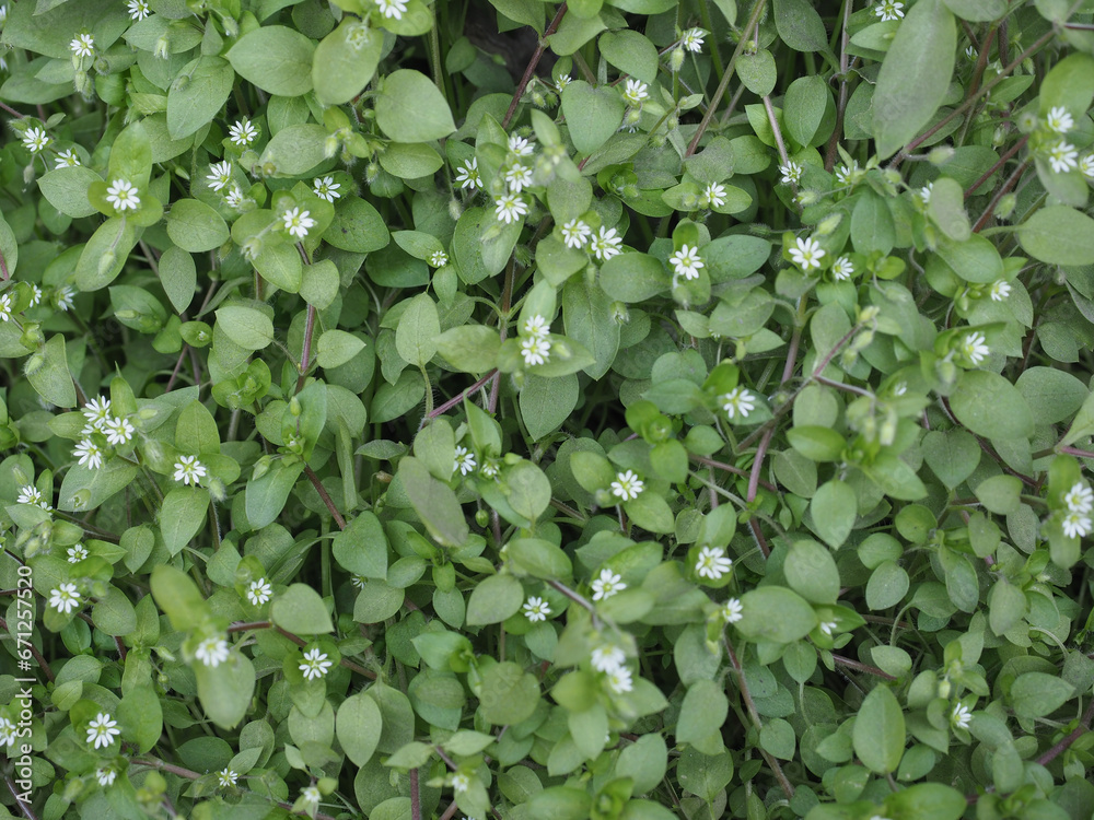 chickweed scient. name Stellaria media plant