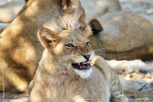 lion pride  Moremi game reserve  Botswana 