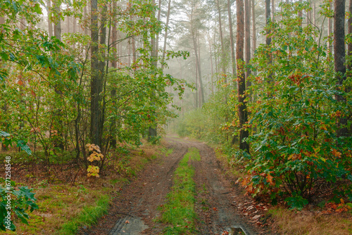 Gęsty, liściasty las. Jest jesień, część liści zmieniła kolor na żółty i brązowy. Między zaroślami widać leśną, gruntową drogę. Nad drogą unosi się mgła. 