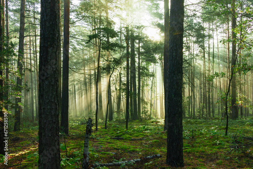 Wysoki sosnowy las. Jest jesienny, słoneczny poranek, Między drzewami unosi się mgła oświetlana promieniami wschodzącego słońca.. © boguslavus