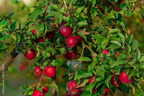 Jesień w sadzie. Gałęzie jabłoni pokryte są zielonymi liśćmi, wśród których widać liczne, dojrzewające, czerwone jabłka.