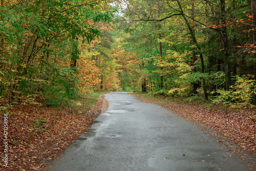 Wąska, asfaltowa droga w liściastym, bukowym lesie. Nawierzchnia błyszczy od wilgoci. Pobocze pokrywa warstwa brązowych liści. Jest jesień część liści przybrała żółty i brązowy kolor.