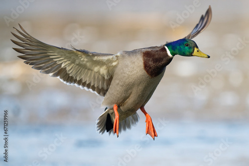 duck in flight