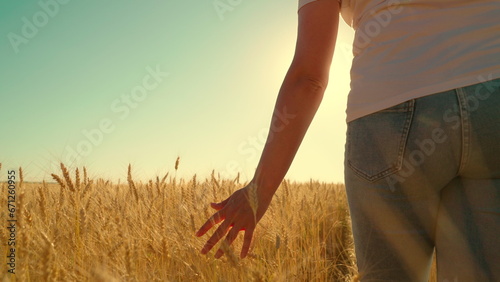 Business woman farmer walks through wheat field in sun, touching yellow ears of wheat with her hands. Agricultural business. Farmers hand touches ears of wheat in field harvest. Business income growth