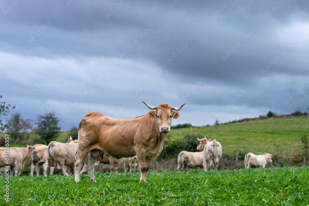 Elegant Pyrenean breed cow looks at camera. Navarrese Pyrenees
