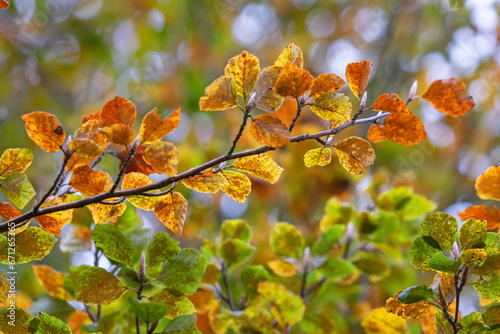 Branch with autumn leaves. Defocused background