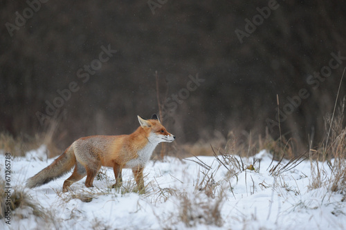 renard