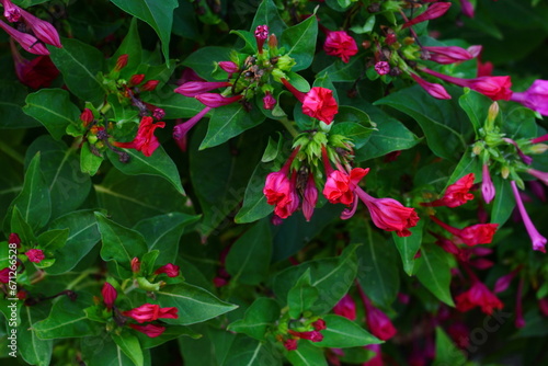 Red four o'clock flower (Mirabilis Jalapa) macro shot. Mirabilis jalapa, the miracle of Peru or a four o clock flower, is the most common ornamental species of the Mirabilis plant. photo