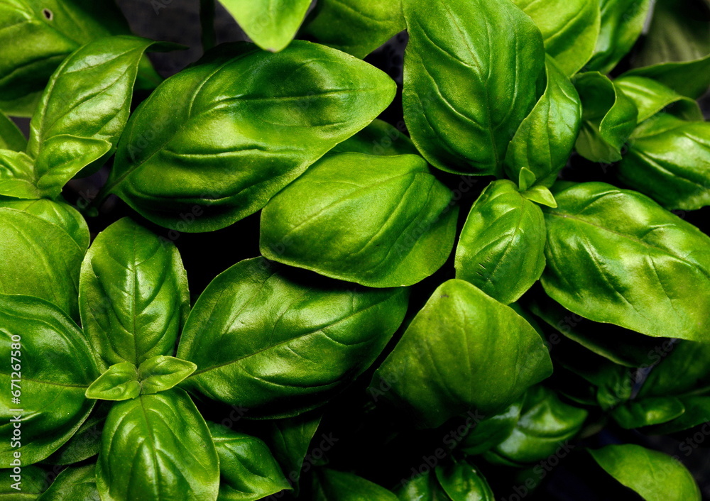 Fresh basil leaves isolated on black background Fresh basil leaves isolated on black background