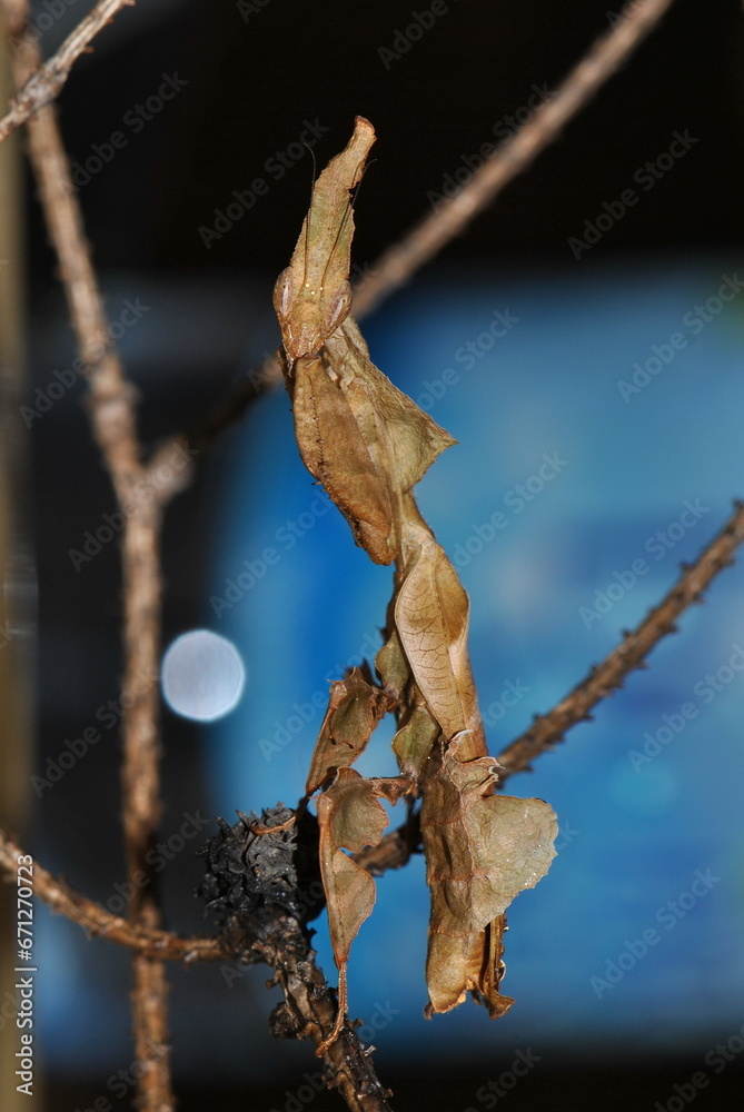 Alien ghost mantis Phyllocrania paradoxa is hiding on the branch.