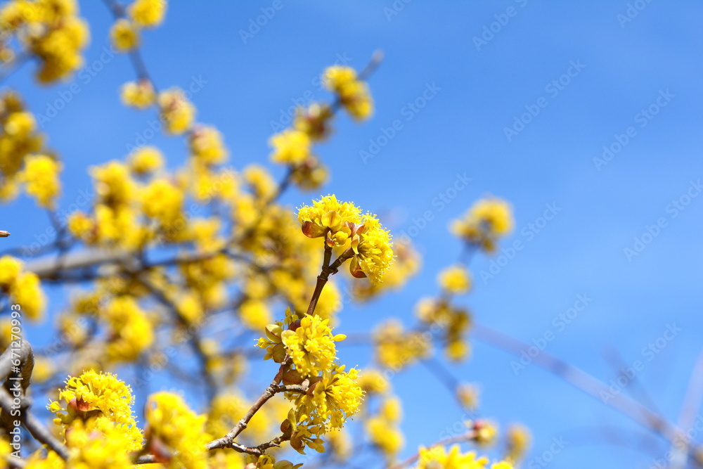 branches with flowers of European Cornel (Cornus mas) in early spring. Cornelian cherry, European cornel or Cornelian cherry dogwood (Cornus mas) flovering. Early spring flowers in natural habitat