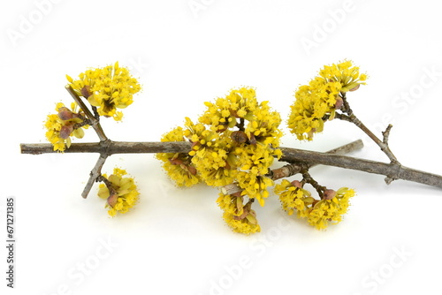 Dogwood flowers isolated on white background. branches with flowers of European Cornel (Cornus mas) in early spring. Cornelian cherry, European cornel or Cornelian cherry dogwood (Cornus mas)  photo