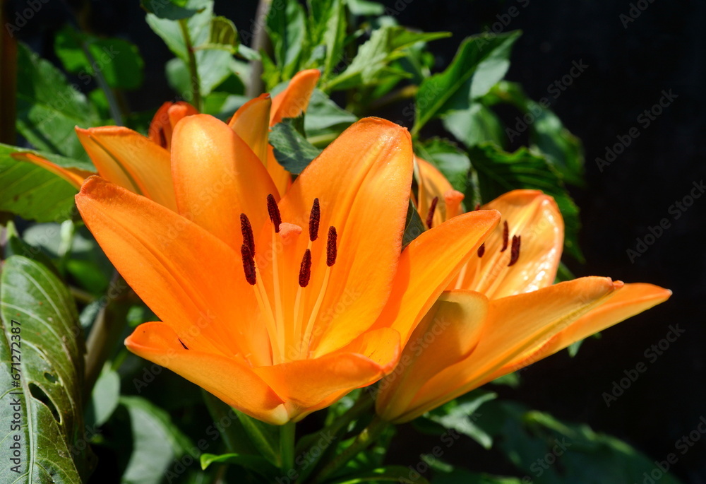 Orange Lily flower in the garden, ornamental flowerbed. Photo in the natural environment. Orange Lily flower in the garden, ornamental flowerbed. Photo in the natural environment.