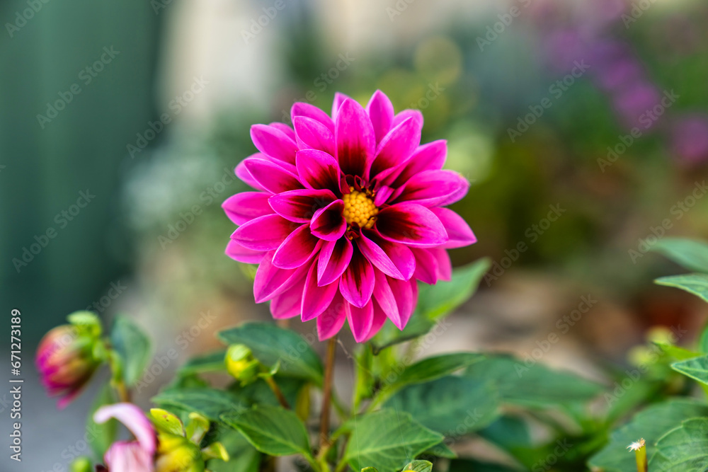 Obraz premium Flower