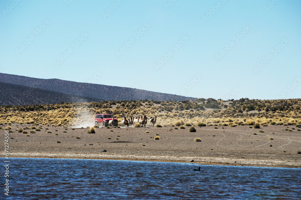 Herd of llamas running in front of a red car