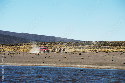 Herd of llamas running in front of a red car