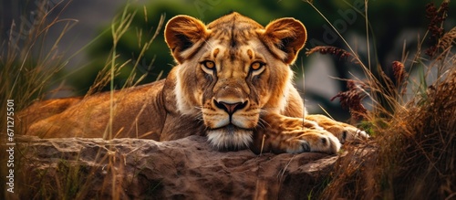 A lioness rests on the rocks amidst tall grass photo