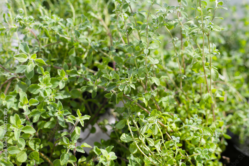 Fresh herbs in the garden Fresh herbs in the garden