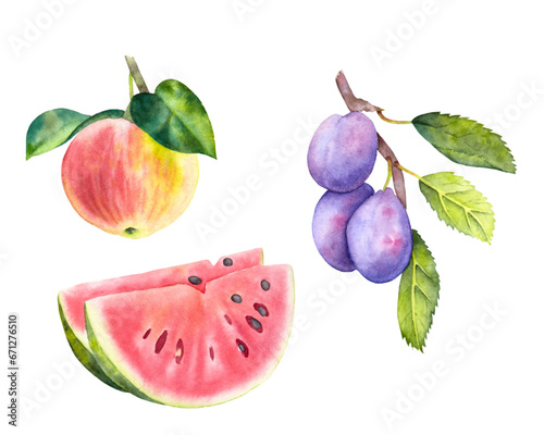 Hand drawn watercolor fruit apple, plum and watermelon. Watercolor red apple, plum branch and watermelon pieces on the white background.